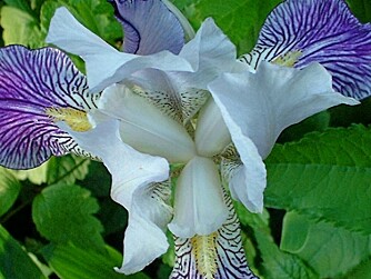 HAGEIRIS: Iris germanica må få rhizomene i jordoveflata, slik at de ikke råtner.