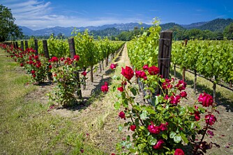 NAPA ER FINT ÅRET RUNDT:  Flest turister kommer under innhøstingen. Den faller innenfor perioden tidlig august til tidlig november, avhengig av været. Oktober er toppsesong, så reserver tidlig. Her er en av mange flotte vingårder fra Napa Valley.