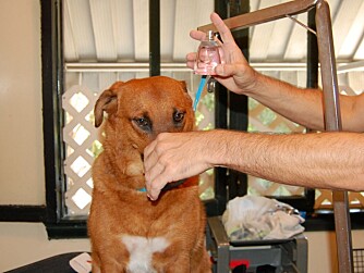 Sniff, sniff! Duften av våt hund er et ukjent fenomen i Hollywood. Parfyme er en selvfølge. Her får Diamond en dusj.