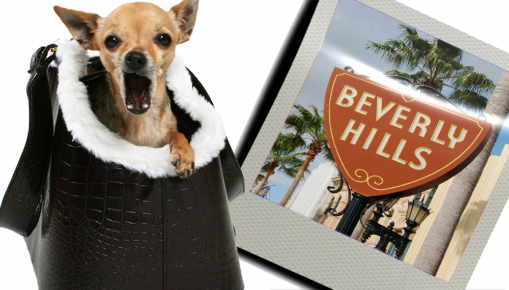 En hund fra Beverly Hills kan ta livet med ro.
