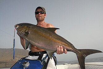 AMBER JACK: En av mange andre arter du kan fange på Kapp Verde. AMBER JACK: En av mange andre arter du kan fange på Kapp Verde.