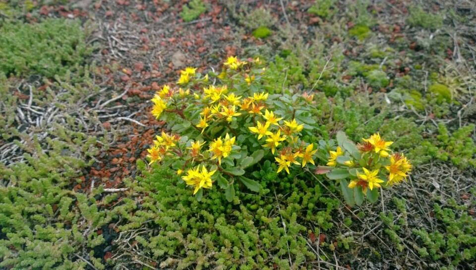 Disse bildene er tatt med en mobil