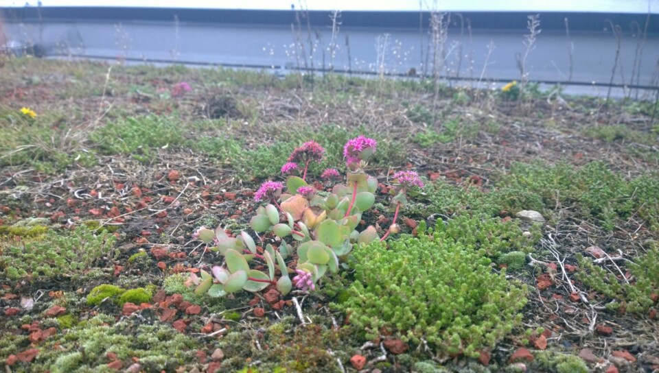 Disse bildene er tatt med en mobil