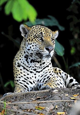 JAGUAR: Vill jaguar i søkeren ¿ en eksklusiv opplevelse.
