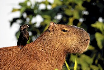 JAGUARMAT: Et av de vanligste byttedyrene i Pantanal er flodsvinet, verdens største gnager, her med en ani på ryggen. Fuglen forsyner seg av parasitter som måtte befinne seg i flodsvinets pels.