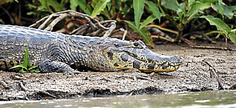 BRILLEKAIMAN: Jaguaren deler flodlandskapet med brillekaimanen som er svært vanlig i Pantanals sumper.