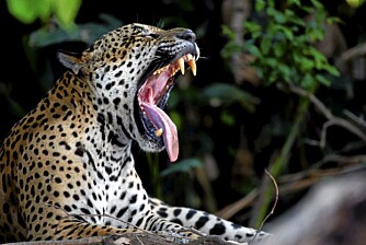 ET MEKTIG SYN: Jaguaren gjesper og viser tennene som står for det kraftigste bittet blant alle kattedyr.