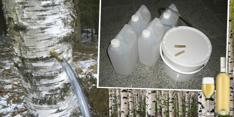 Skal du tappe mye, kan det lønne seg å investere i utstyr. Kar å tappe i og oppbevare saften i, slanger og tappeplugg. Ikke glem plugger/kork for å tette igjen når du har forsynt deg.