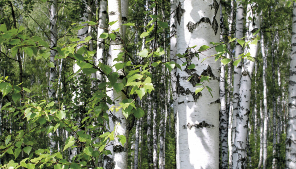 Tidlig vår er riktig tidspunkt for å samle inn bjørkesevje, når bladene begynner å springe ut.