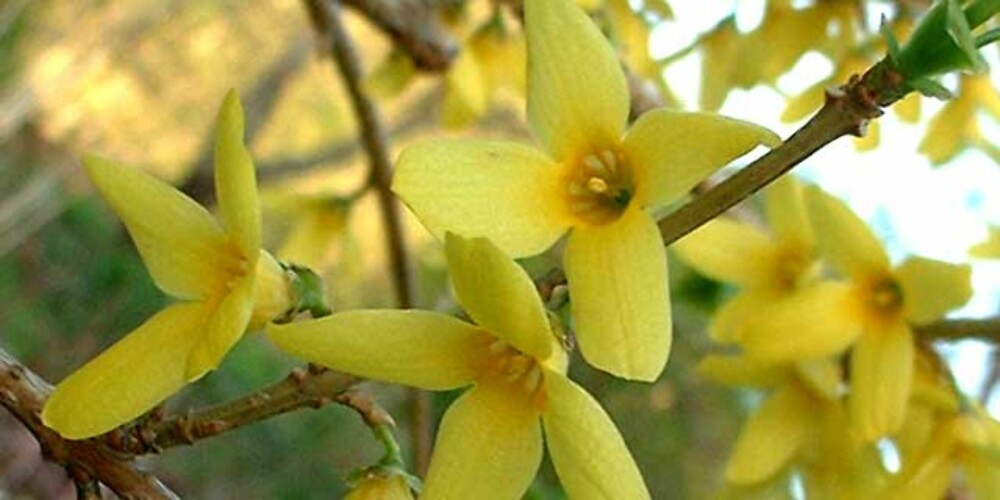 Forsythia blomstrer på bar kvist, og er ofte blant de første vårtegn i april og mai.