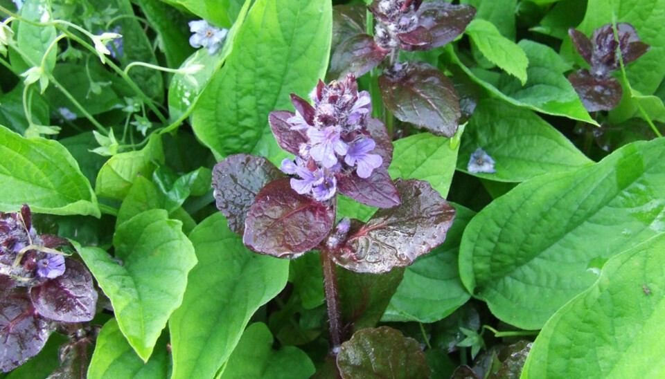 Krypjonsokkollen er en populær og dekorativ bunndekker i hagen.