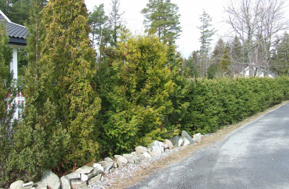 Tuja (foran) og en sirlig klippet granhekk i bakgrunnen. Granen er mye penere, og hører dessuten naturlig hjemme hos oss i motsetning til Tuja.