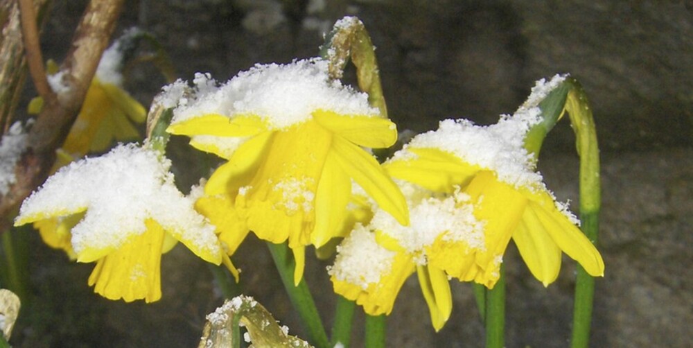 BLOMSTER I SNØ: Påskeliljene kan snø ned i april.