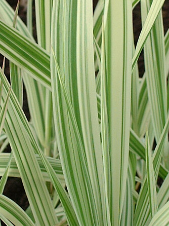 Phalaris arundinacea 'Picta' er dekorativ i grønt og hvitt.