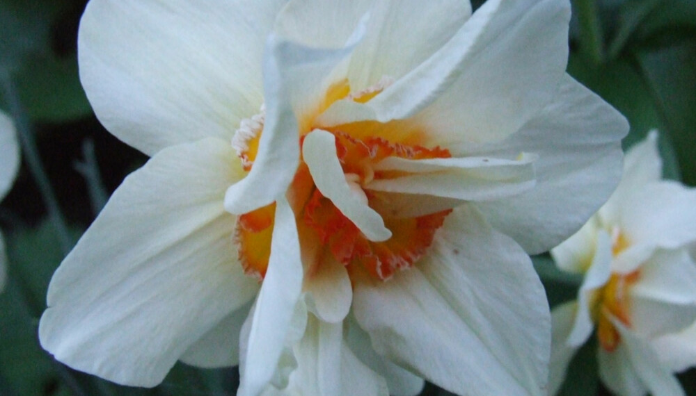 I skyggen lyser de hvite blomstene opp, her representert ved en narciss. I skyggen lyser de hvite blomstene opp, her representert ved en narciss.