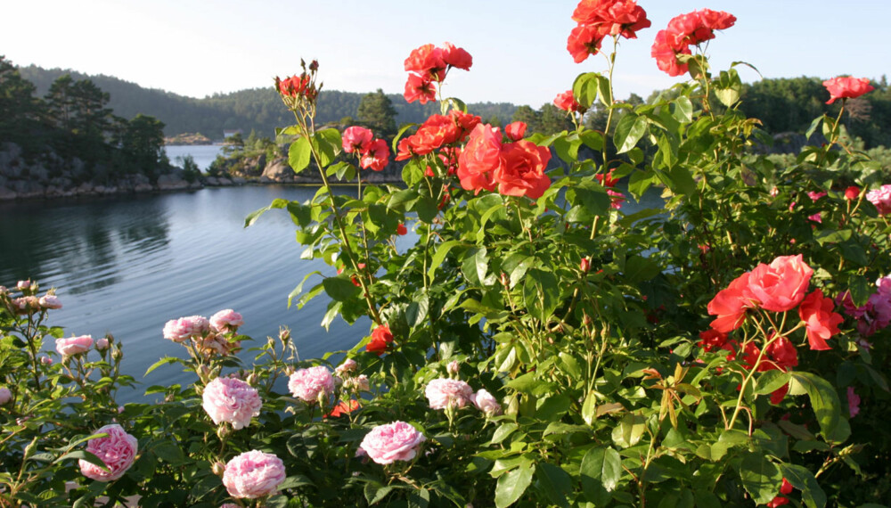 VAKKER UTSIKT: Fantastisk sjø og nydelige roser. Sommer!