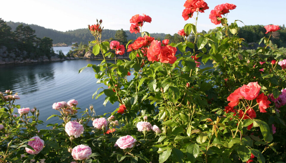 VAKKER UTSIKT: Fantastisk sjø og nydelige roser. Sommer!