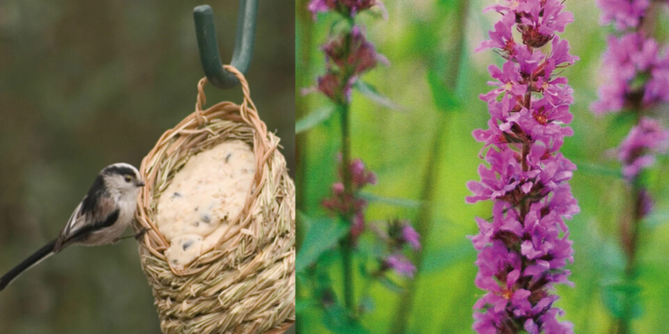 VENSTRE: Søt fuglematstasjon fra www.natureswildbirdfood.com
HØYRE: Strandkattehale er en fin og hardfør staude som er lettsådd.