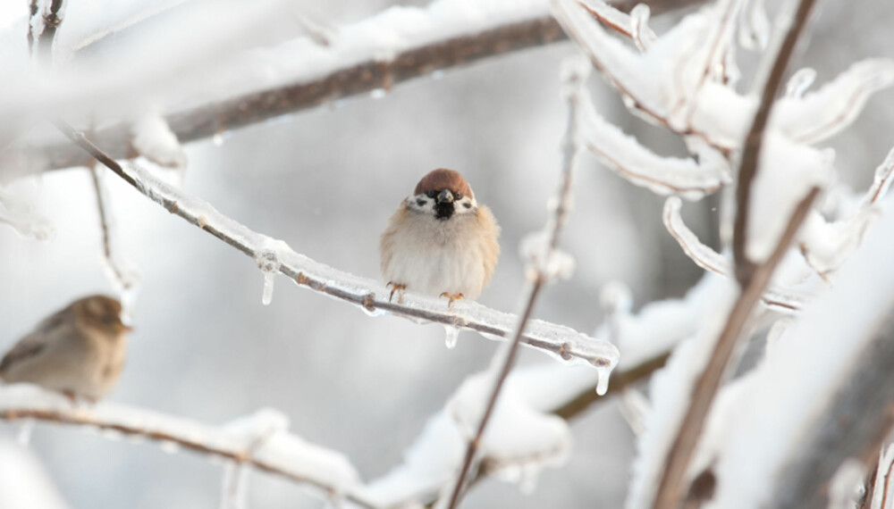 VANEDYR: Hvis du først mater fuglene på vinteren, må du fortsette, siden fuglene venner seg fort til å bli servert.