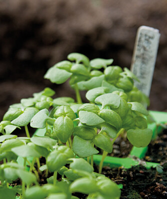 PRIKLING: Prikle ut småplantene når de har fått egen bladpar.