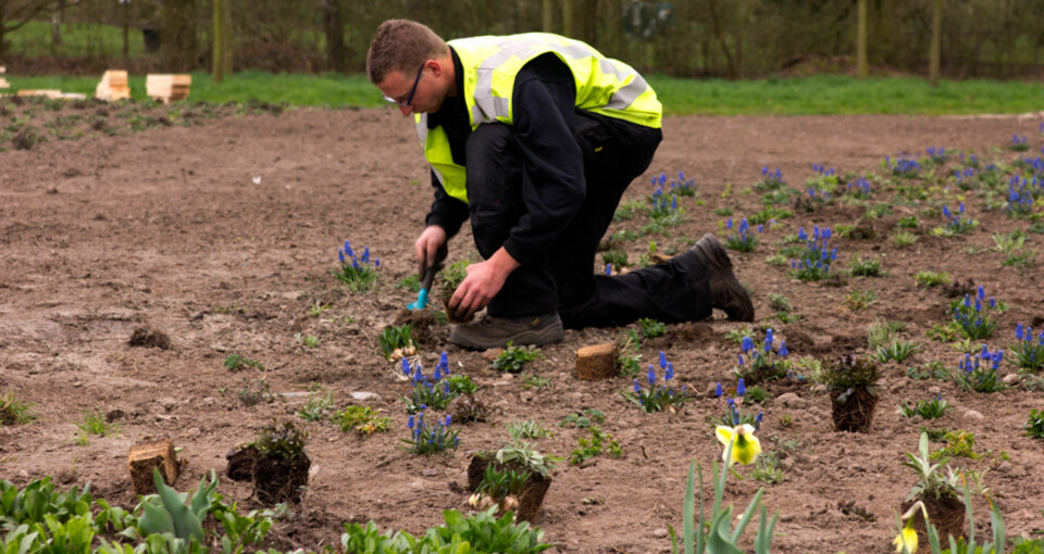 INNSPURT: Når 190.000 stauder skal i jorda, har gartnerne nok å gjøre. Her plantes det perleblomster mellom fjorårets blomsterløk utenfor paviljongen til Rabo Earthwalk.