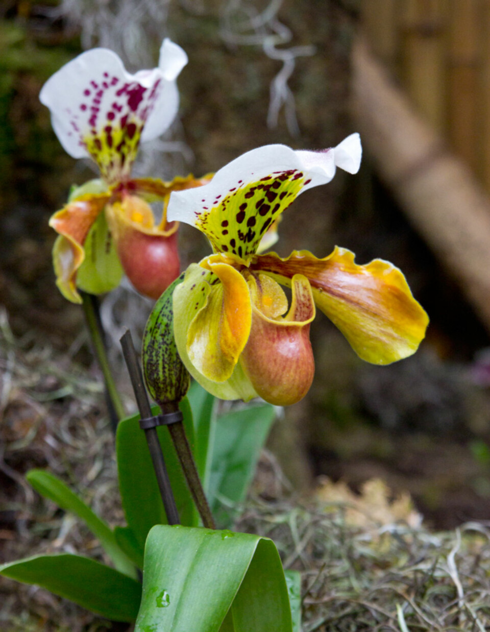 ORKIDEER: Flere innendørsutstillinger kan by på eksotiske planter fra flere verdenshjørner.
