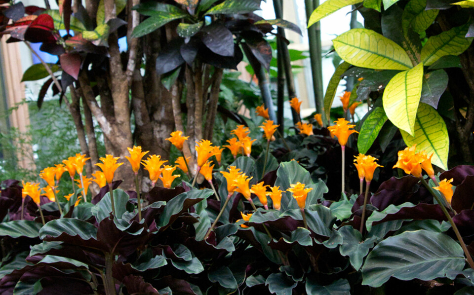 FARGERIKE INNSLAG: Mellom det trendy og moderne flyter grensene ut i fargesprakende beplantinger.