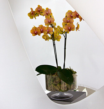 FOKUS: Orkideene står sentralt i den ekstreme stilen.