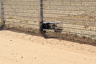 Bare ørkenrevene ønskes velkommen gjennom åpninger som er laget i grensegjerdet.