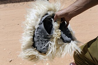 Saueskinnsfeller under skosålene demper fotavtrykkene i sanden. Disse ble funnet noen hundre meter fra gjerdet.