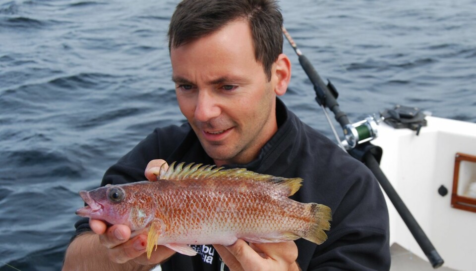 Brungylt (Acantholabrus palloni)