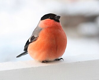 Det er som kjent vanskeligere for småfuglene å finne mat om vinteren. Og får de enkel tilgang på fôr et sted, holder de seg gjerne i nærheten. Foto: Colourbox.no