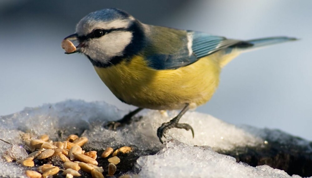 Ved å mate småfuglene får dere en flott mulighet til å studere dem på nært hold. Foto: Colourbox.no
