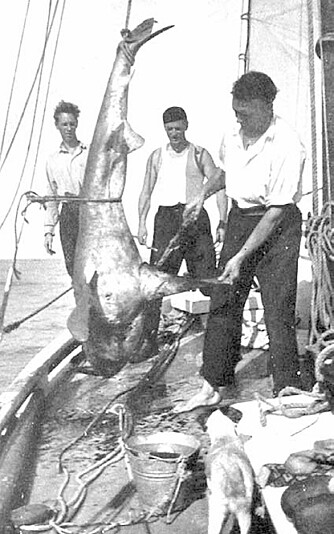 En hai ble fanget på østkysten av Sør-Amerika. De prøvde den til middag, men det ble første og siste gang. Selv skipshunden avsto.