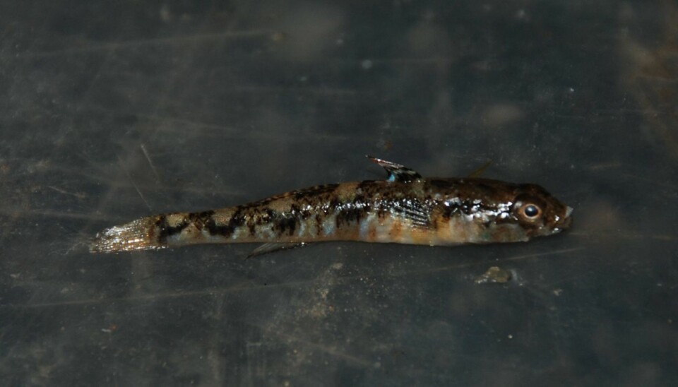 Bergkutling (Pomatoschistus pictus)