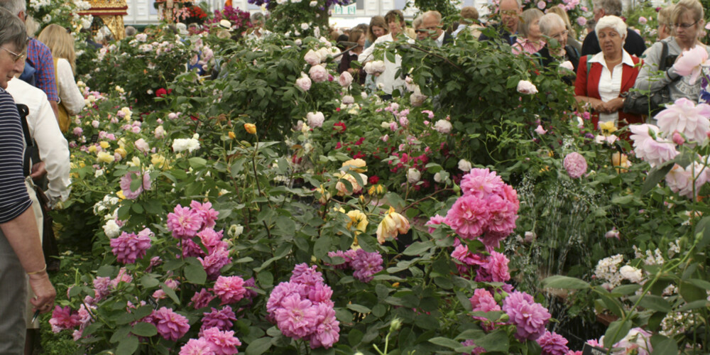 BLOMSTERFLOR: Nydelig duft og nydelige blomster hos David Austins område i paviljongen på Chelsea Flower Show 2010. (Foto: Ellen A. Meyn)