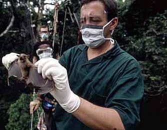 Flaggermus er mulige bærere av virus. Her blir en flaggermus testet for Ebola.