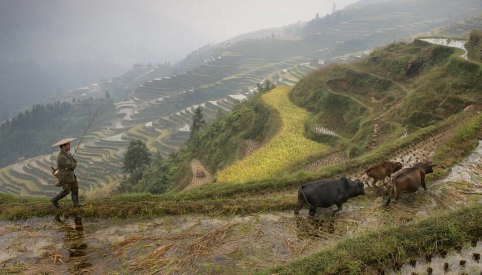 Rismarker, Kina