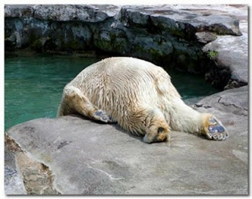 Bjørn hadde en svært dårlig søndag morgen da han innså at han hadde feid over en panda på nachspielet.