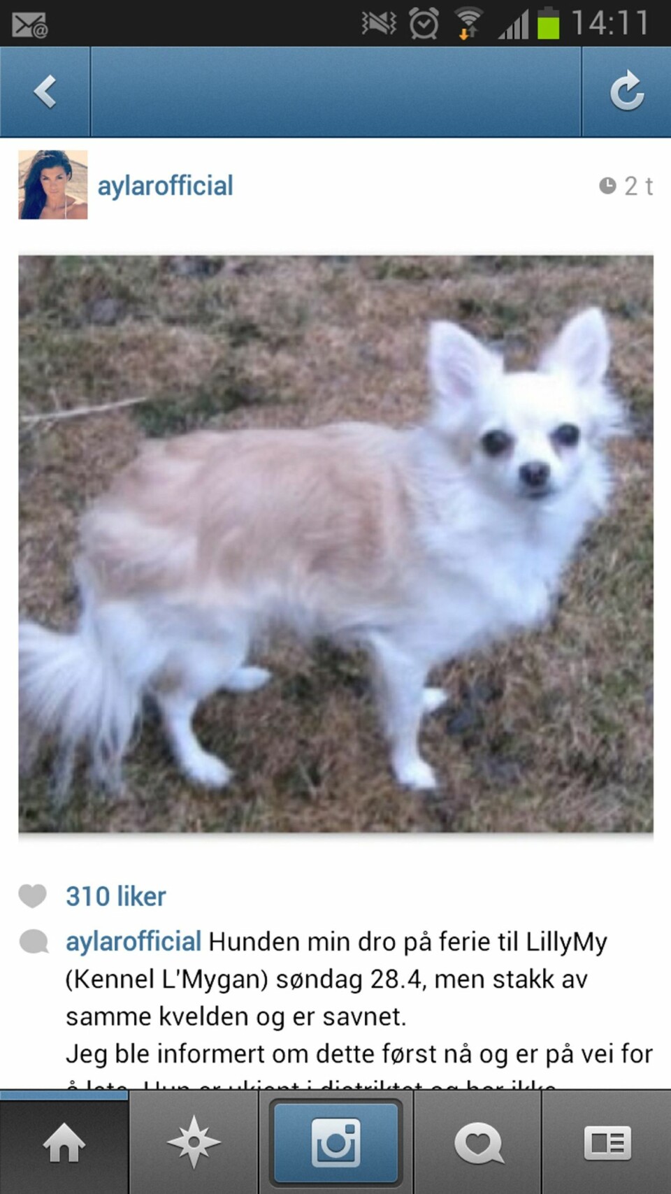 Aylar Lie etterlyser hunden Siba via Instagram