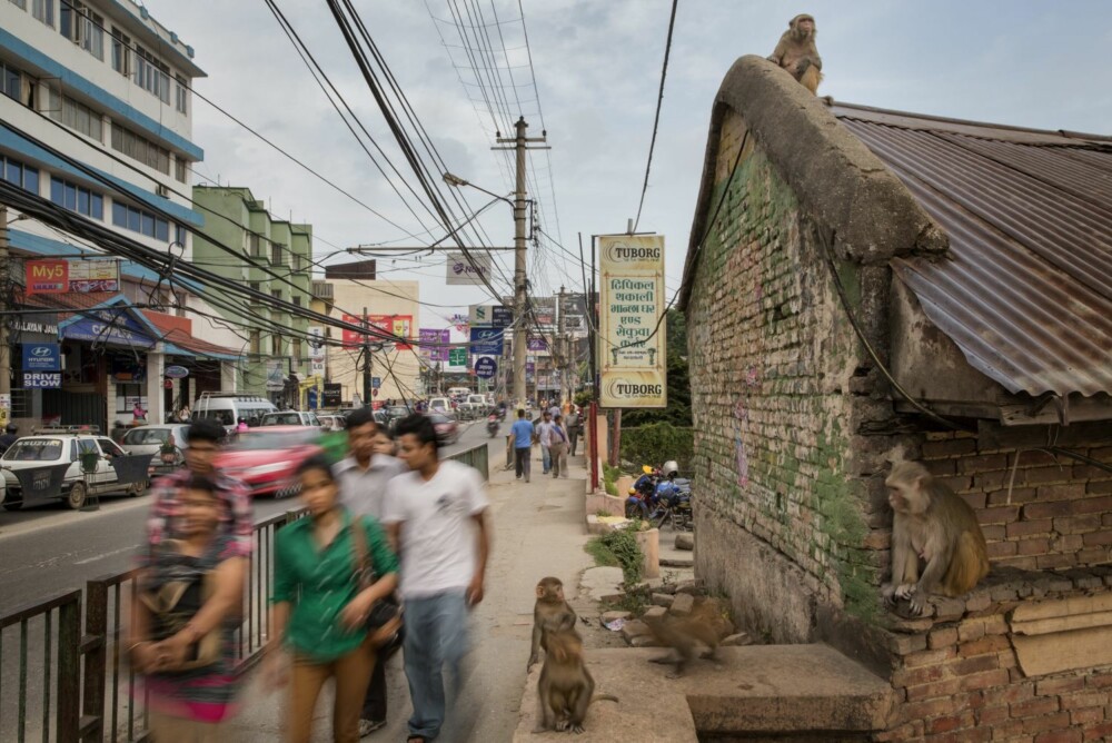 En elektrikers mareritt er tydeligvis apenes eldorado i Nepals hovedstad.