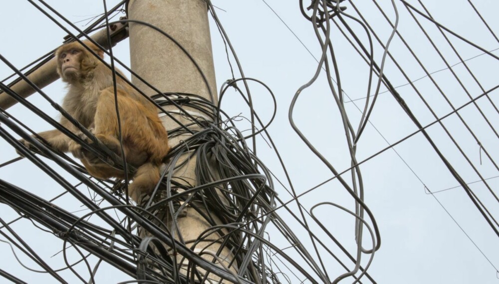 Mens trafikken dundrer i vei, slapper en apekatt av i strømkablene over gata.