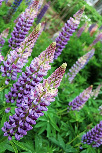 LUPIN LUPIN