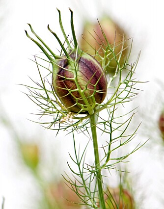FRØKAPSLER: Nigella sativa (legesvartkarve) har dekorative frøkapsler -  ikke helt moden på bildet - som likner Jomfruen i det grønne (Nigella damascena). 
Frøene av jomfruen i det grønne kan spises. De kan brukes som krydder og har en muskatlignende smak.  Begge plantene er vakre sommerblomster.