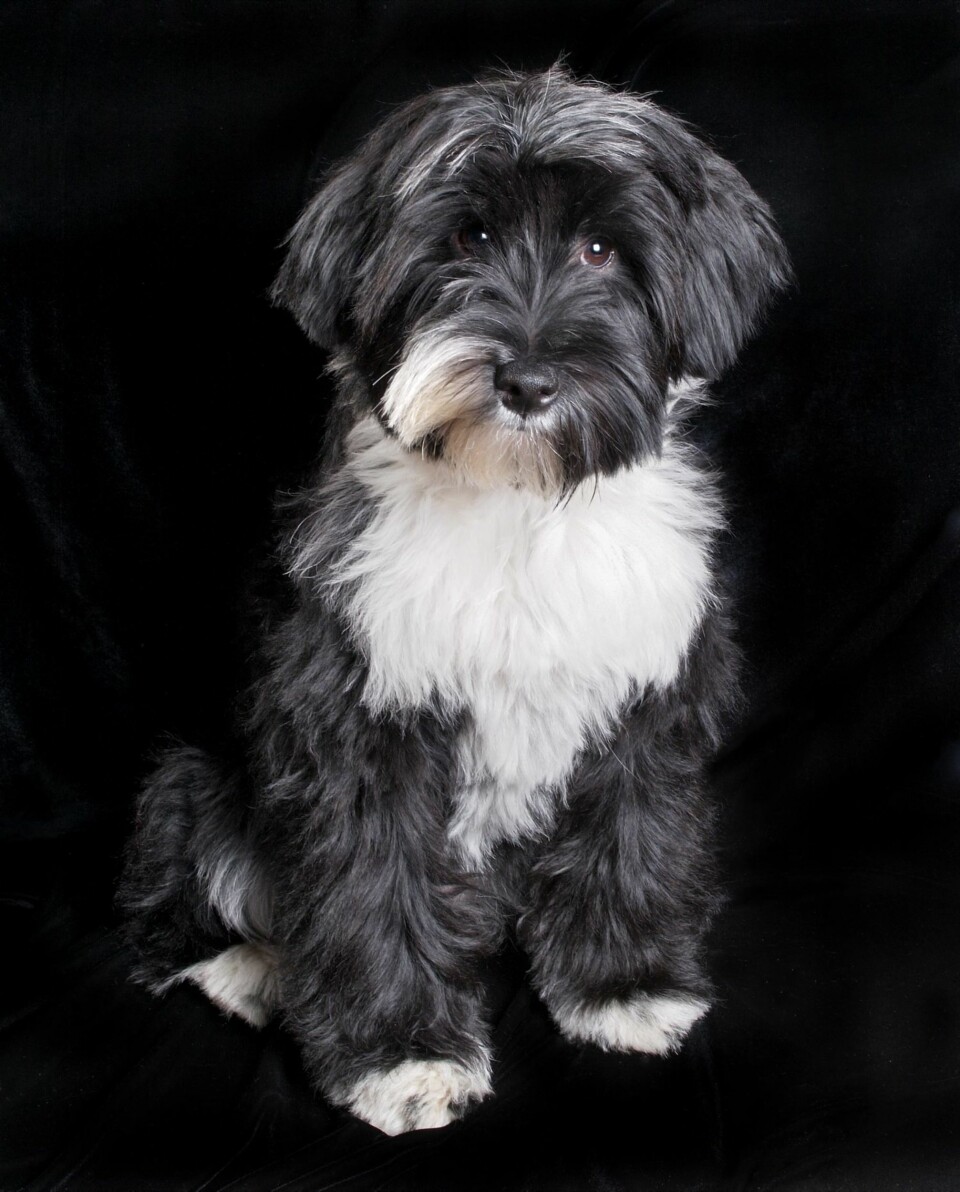 SJARMTROLL: Slik kan en tibetansk terrier se ut. Den skal være en god familiehund.