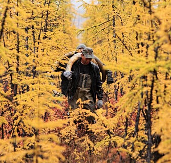Søk etter mammutgravplasser fører ofte til lange utmarsjer gjennom tundraens skoger.