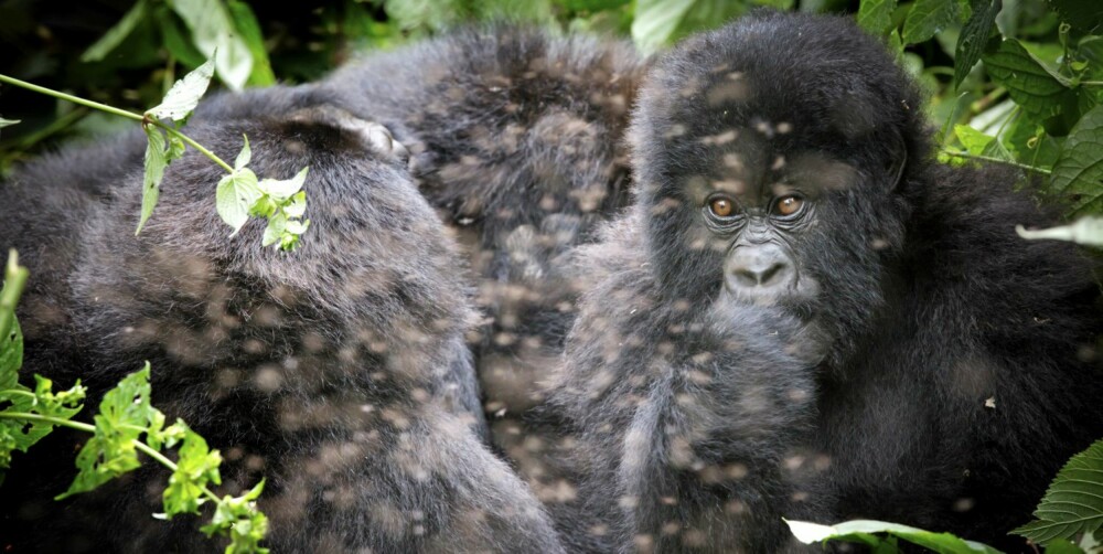 Gorillaene er like populære blant regnskogens insekter som hos turistene. Her en mor og hennes barn¿ pluss 1254 insekter.