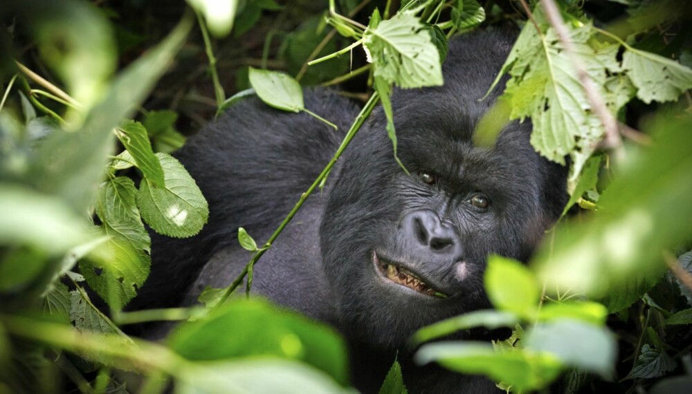Humba, lederen for denne flokken på 15 dyr, er en 28 år gammel gorilla på rundt 200 kilo.