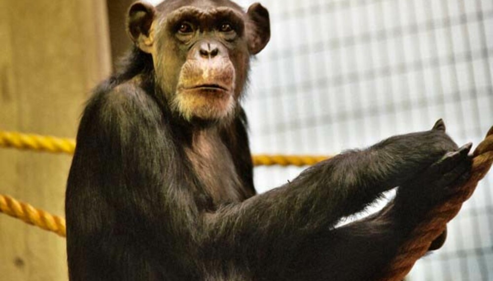 Sjimpanser foretrekker eldre kvinner. Foto: Lea Maimone