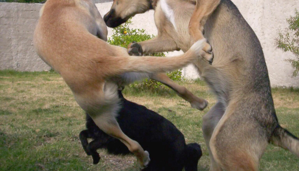 Schäfer er den mest populære hunden i Norge.